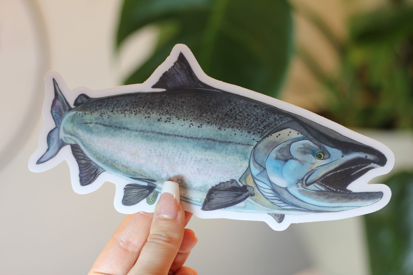 Chinook Salmon Sticker