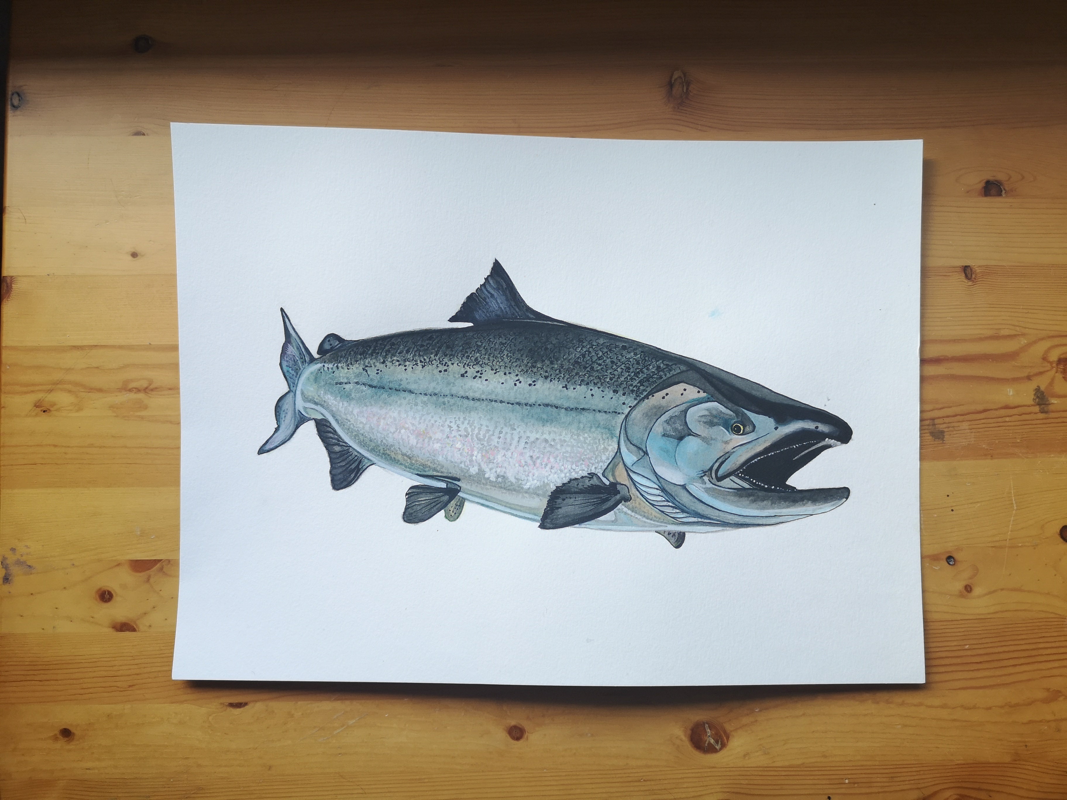 Chinook Salmon Print – Art By Kaila