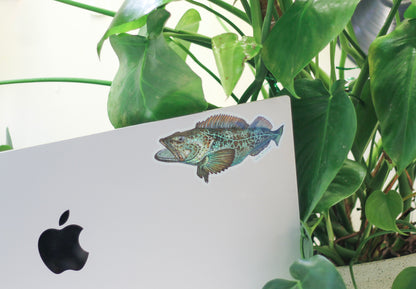 Lingcod Sticker