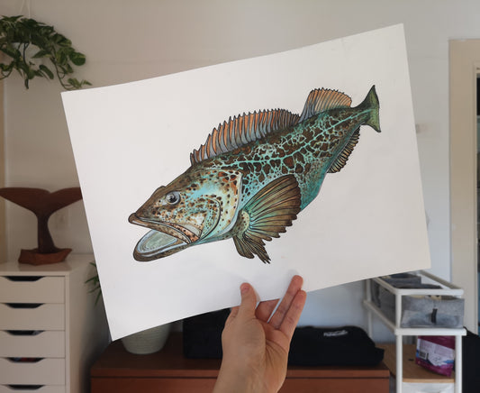 Lingcod Print