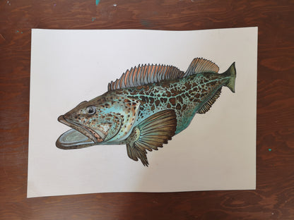 Lingcod Print